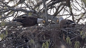 Oh baby! 5 eaglets hatch in two Will County nests this month