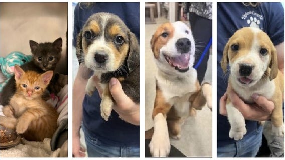 Chicago PAWS volunteers preparing to rescue pets from Tennessee shelter impacted by tornadoes