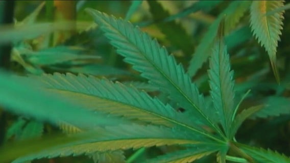 Wisconsin lawmakers work to legalize medical pot, Illinois expunging minor cannabis crimes