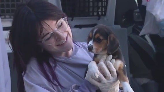 Puppies, kittens from Tennessee shelter arrive at PAWS Chicago