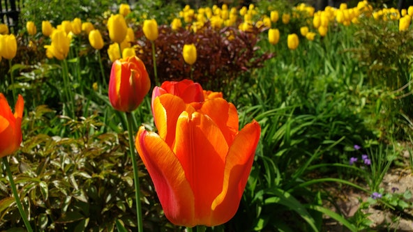 Chicago forecast: Beautiful weather on Easter Sunday, rest of the week