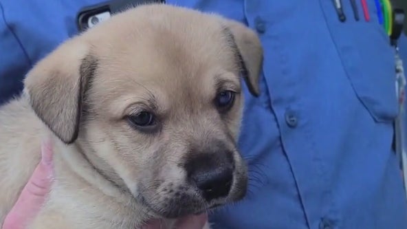 LA police chase: Puppy recovered after being thrown out of moving car