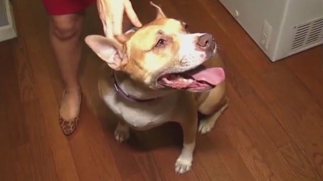 Tips on protecting your pets from Easter, Passover holiday hazards