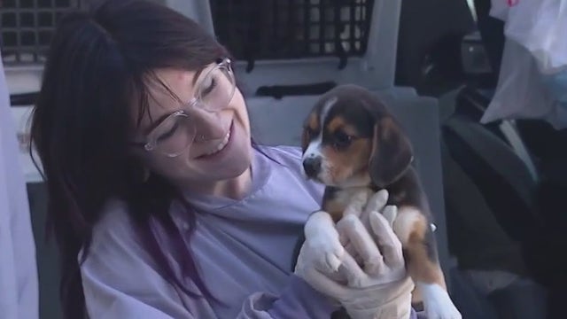 Puppies, kittens from Tennessee shelter arrive at PAWS Chicago