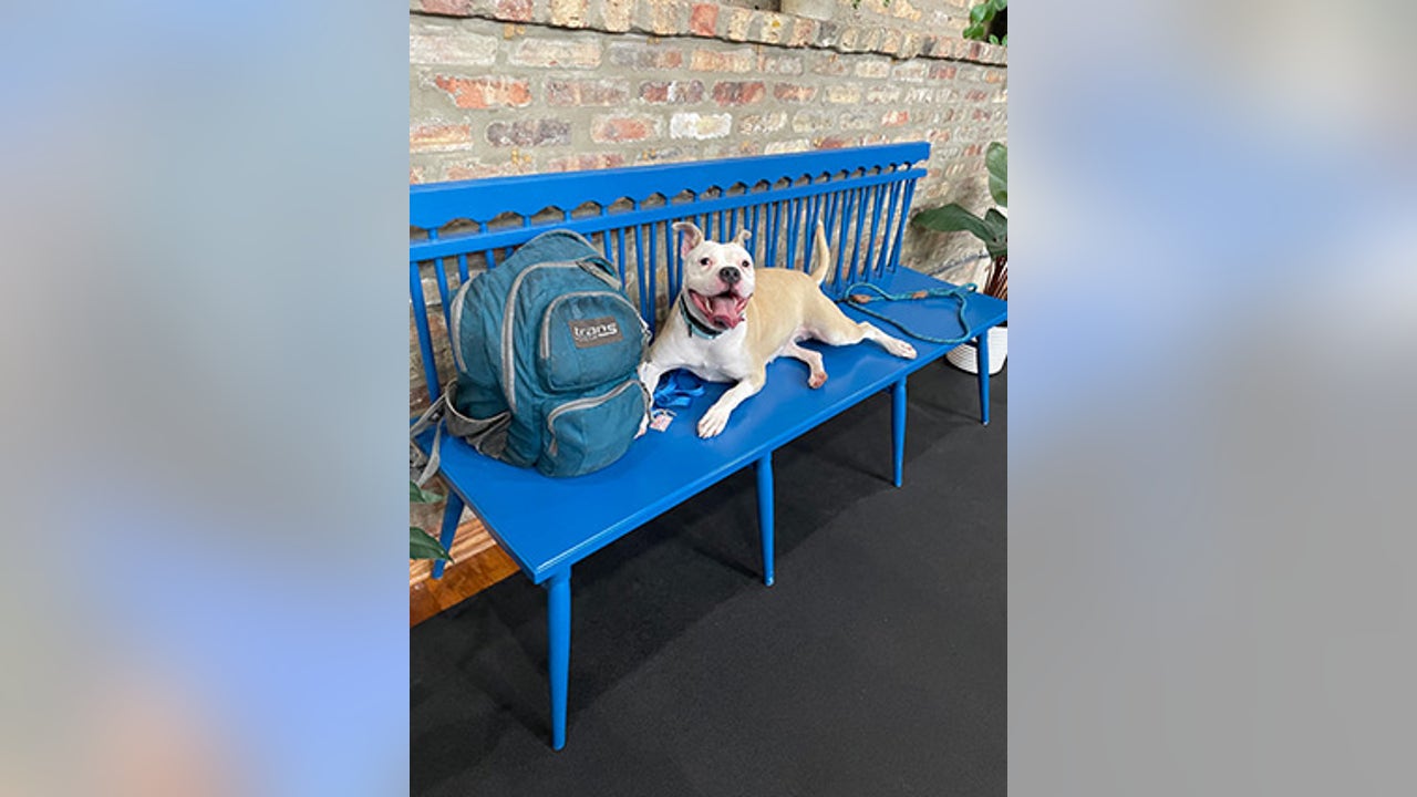 Experience joyful walks with shelter dogs: Join Anti-Cruelty Society's 'Dog Day Out' program Experience joyful walks with shelter dogs: Join Anti-Cruelty Society's 'Dog Day Out' program