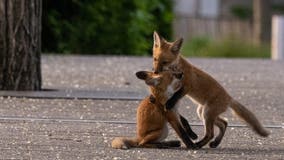 Millennium Park fox family is the latest Chicago wildlife to go viral