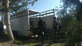 Bodycam video shows cow get corralled after escaping Niles senior prank