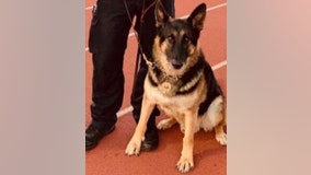 Burbank police mourn the loss of retired K9 Lary