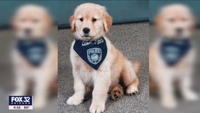 Mundelein Police Department introduces Millie, its first comfort dog