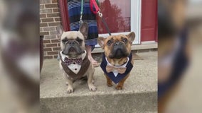 Get ready for puppy love: Chicago French Bulldog Rescue announces upcoming Pup Prom