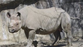 Beloved rhino euthanized at Brookfield Zoo