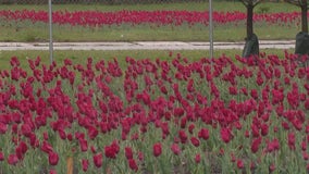 What to know about the massive red tulip display in Bronzeville