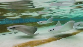 Shedd Aquarium Stingray Touch exhibit reopens for summer