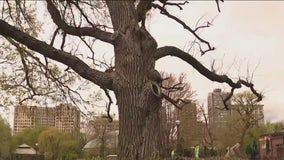 Tree older than Chicago gets one more day to stand