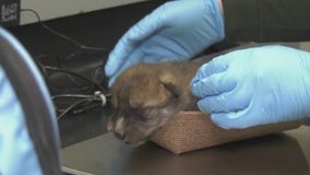 Mexican wolf pup set to emerge from den at Brookfield Zoo