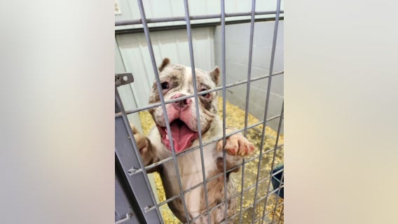 4 dogs found dead, 40 others rescued from suspected puppy mill in northwest Indiana