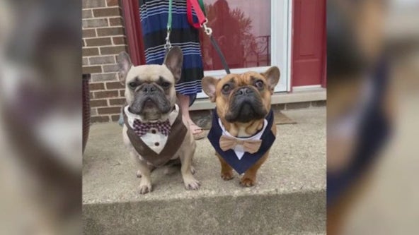 Get ready for puppy love: Chicago French Bulldog Rescue announces upcoming Pup Prom