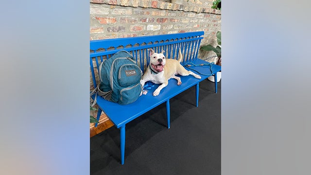 Experience joyful walks with shelter dogs: Join Anti-Cruelty Society's 'Dog Day Out' program