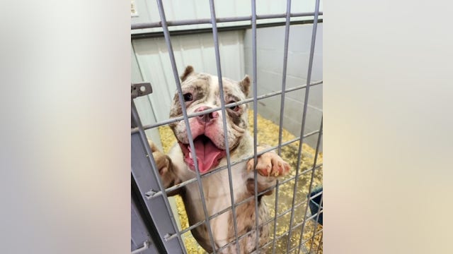 4 dogs found dead, 40 others rescued from suspected puppy mill in northwest Indiana
