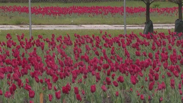 What to know about the massive red tulip display in Bronzeville