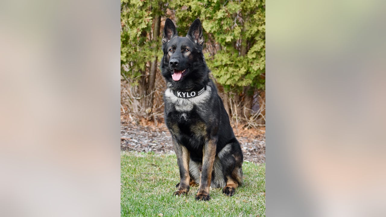 McHenry County K9 praised for heroic capture of home invasion suspect