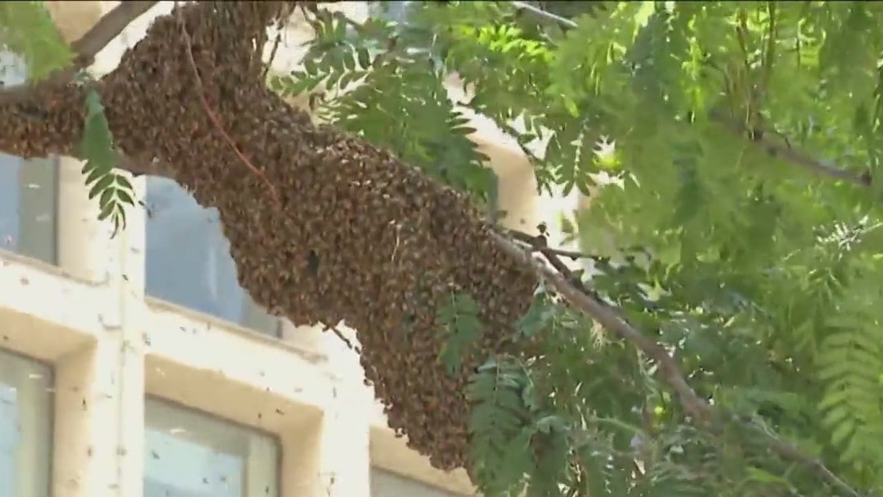 WATCH: Bees swarm tree above Daley Plaza in downtown Chicago - Vimarsana News