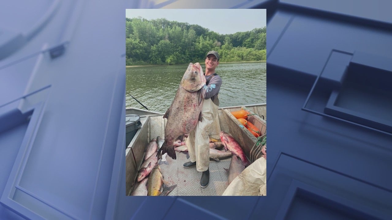 Unbelievable: Massive 105-pound carp caught in Illinois River