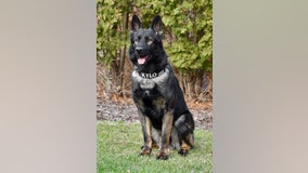 McHenry County K9 praised for heroic capture of home invasion suspect