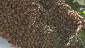 Bees swarm tree above Daley Plaza in downtown Chicago