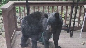 Search continues for black bear spotted on back porch in Antioch