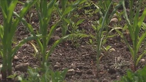 Local farmer speaks out as drought deepens in Chicago area