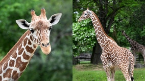 Brookfield Zoo introduces 2-year-old Asha, a confident and curious reticulated giraffe