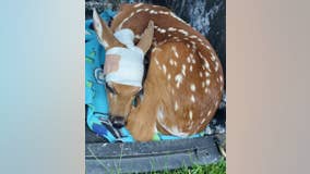 Kane Area Rehabilitation overwhelmed with injured fawns