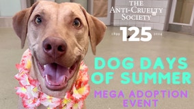 Chicago's Anti-Cruelty Society waives adoption fees for 'Dog Days of Summer' event