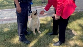 Emotional support K9 'Jet' joins Lewis University Police Department, providing comfort on campus