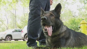 Lake County's finest: K9 Dax makes headlines with yet another successful arrest