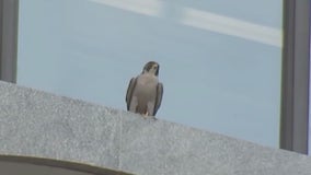 Falcons dive-bombing Chicago pedestrians to protect chicks