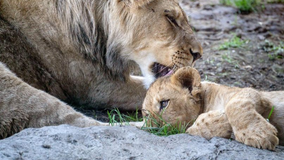 Lion cub with health conditions makes outdoor debut at Lincoln Park Zoo