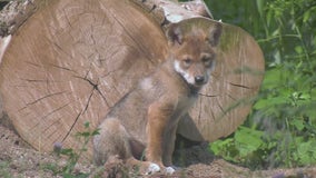 Brookfield Zoo's Mexican Wolf Pup receives name