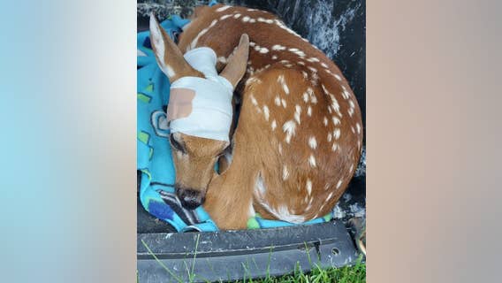 Kane Area Rehabilitation overwhelmed with injured fawns