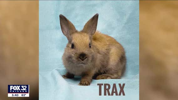 5 bunnies rescued in Rogers Park