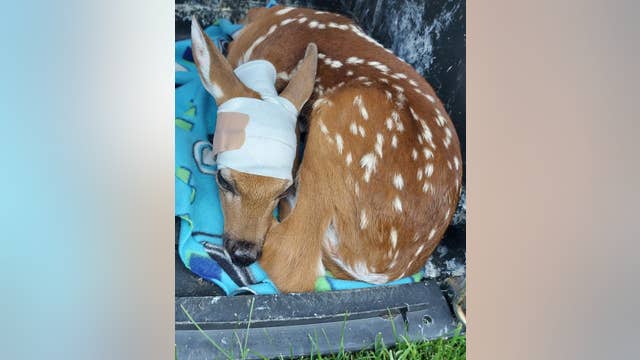 Kane Area Rehabilitation overwhelmed with injured fawns
