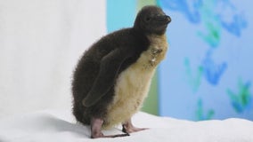 Shedd Aquarium welcomes arrival of rare baby Rockhopper penguin