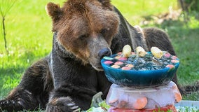 Brookfield Zoo animals receive 4th of July treats