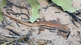 Rare lizard found only in major US oil patch proposed as endangered species