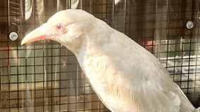 ‘Very rare’ albino crow finds new home at wildlife rehab center: ‘The bird is thriving’