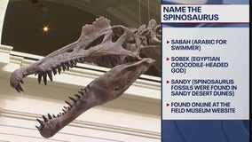 Field Museum asking for public's help in naming Spinosaurus