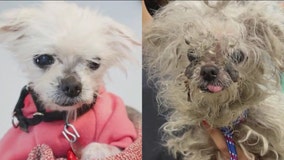 PAWS Medical Miracle: 12-year-old Penny gets second chance at life with makeover, life-saving surgeries