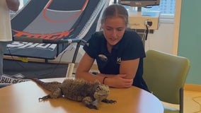 Shedd surprises patients at Lurie Children's Hospital with some visitors