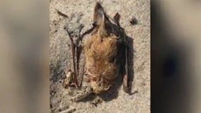 Dead bats reportedly washing ashore from Lake Michigan